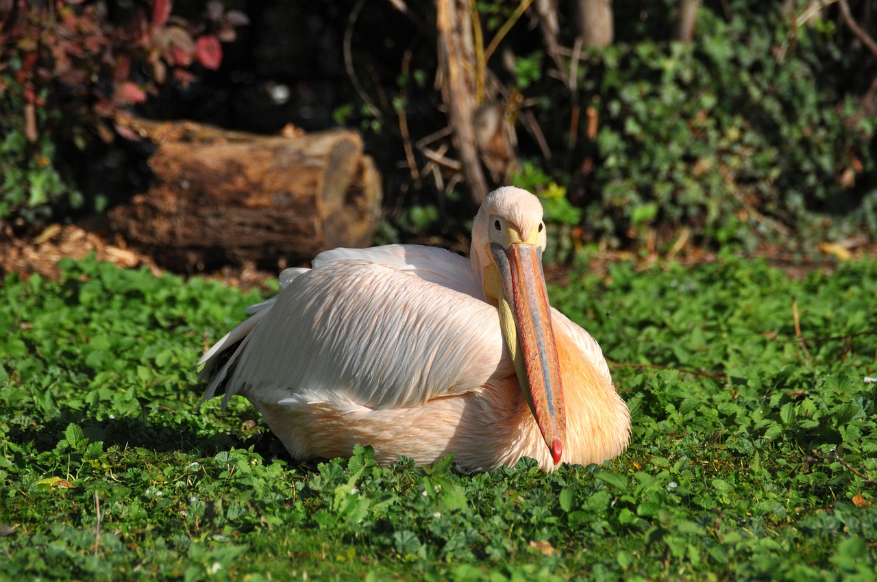 Image - white pelican pelikan