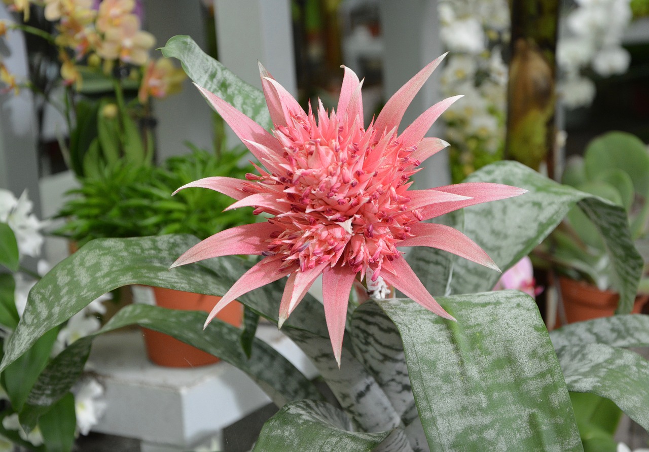 Image - flower flower aechmea succulent