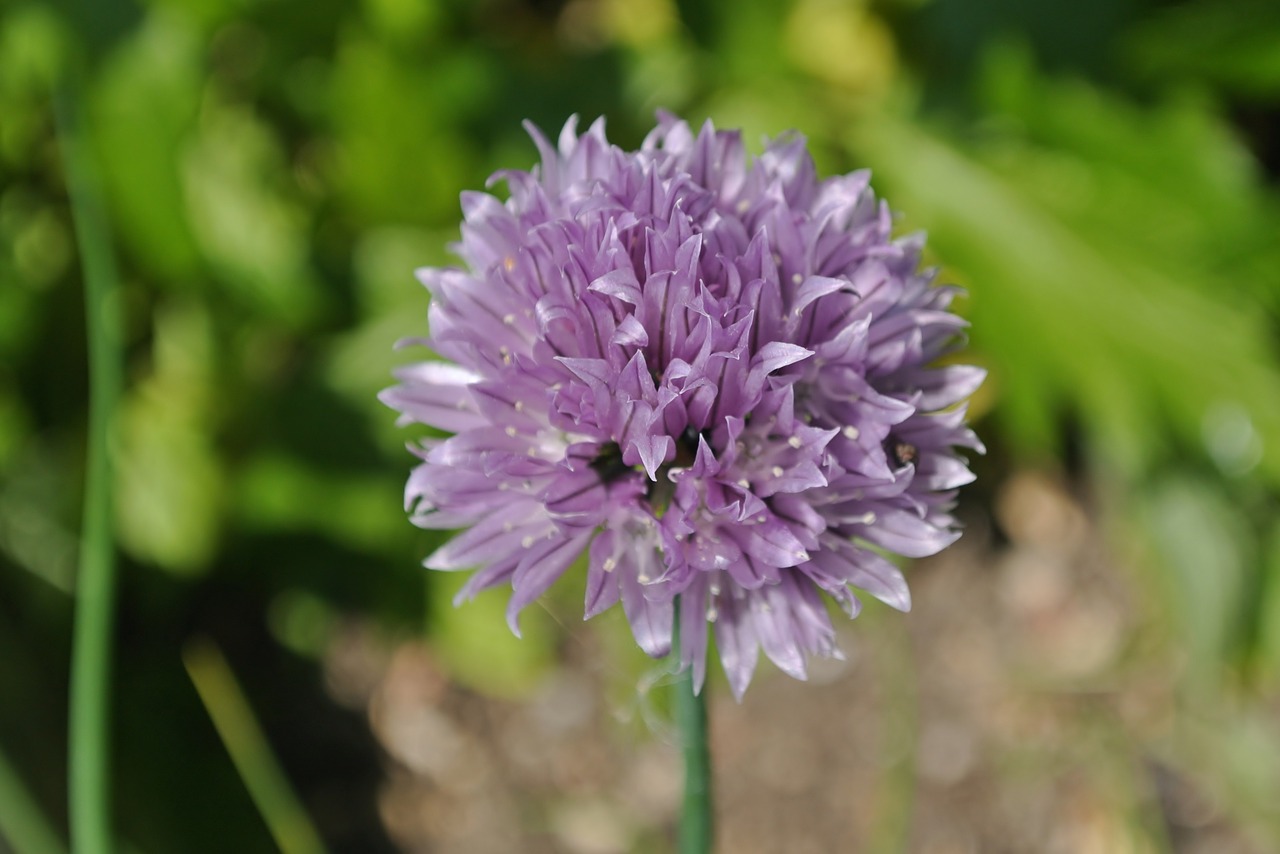 Image - mauve chives garden purple flower