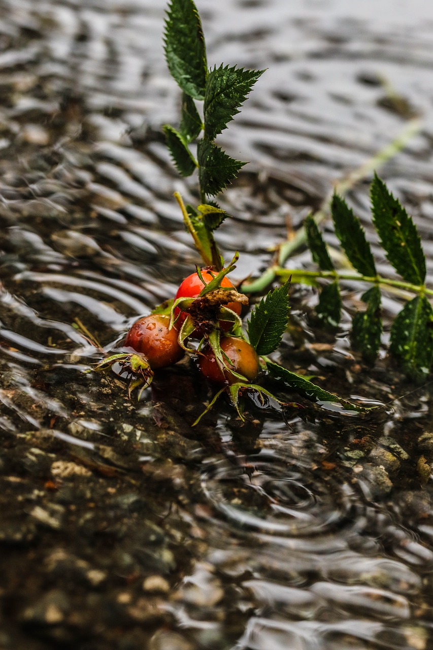 Image - rose hip herb plant puddle water