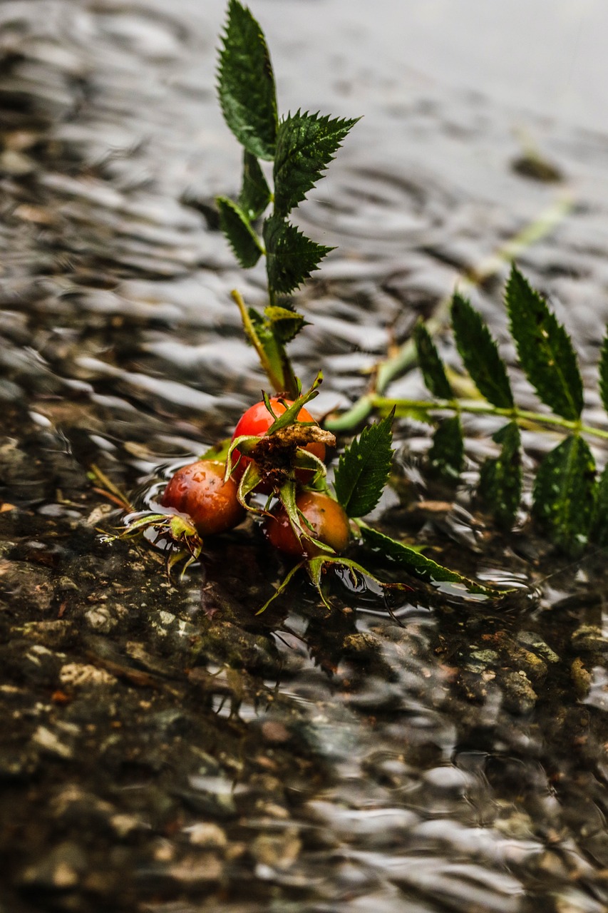 Image - rose hip herb plant puddle water