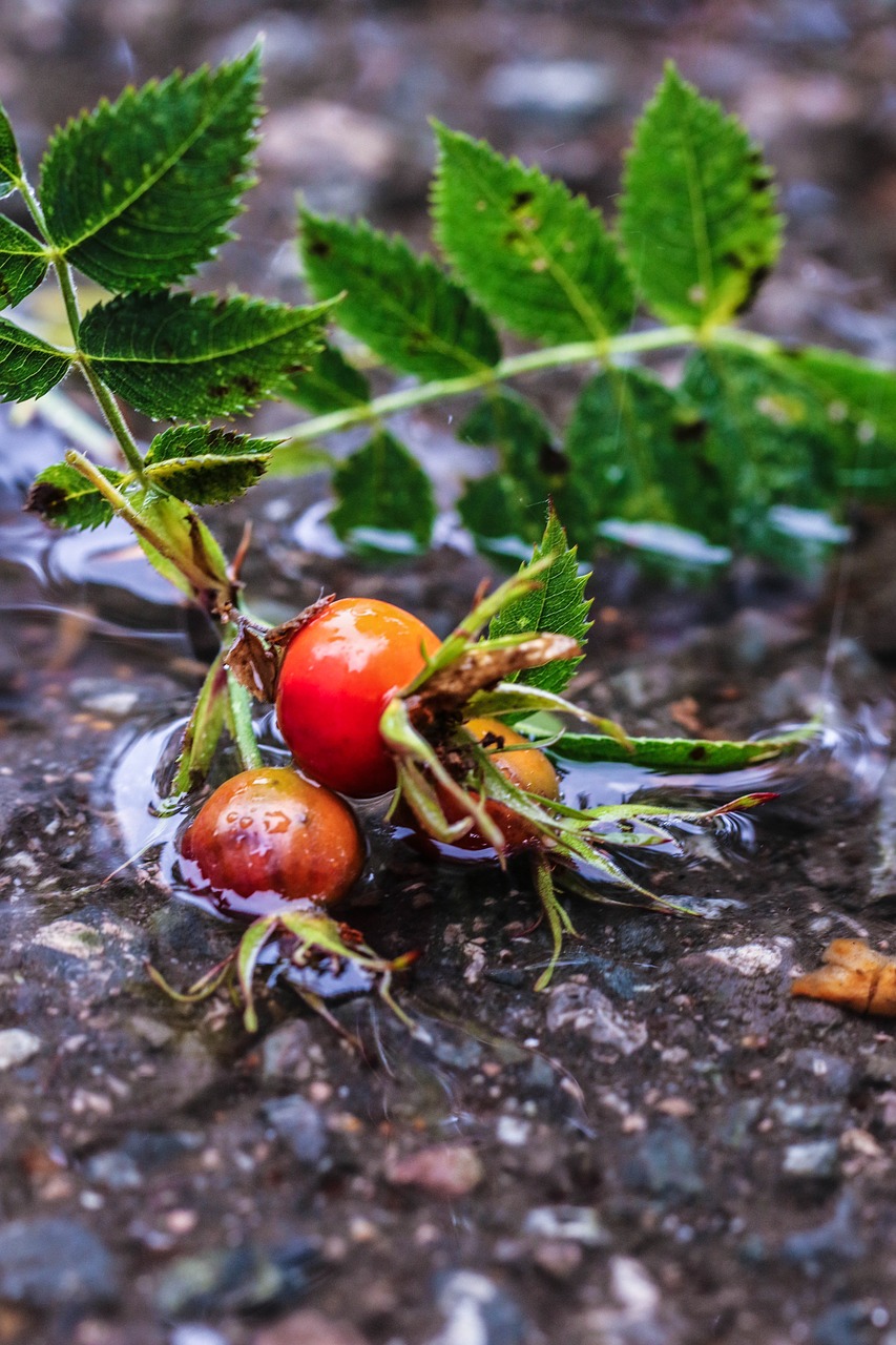 Image - rose hip herb plant puddle water