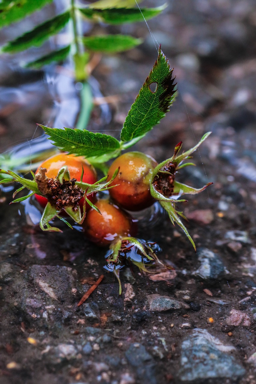 Image - rose hip herb plant puddle water