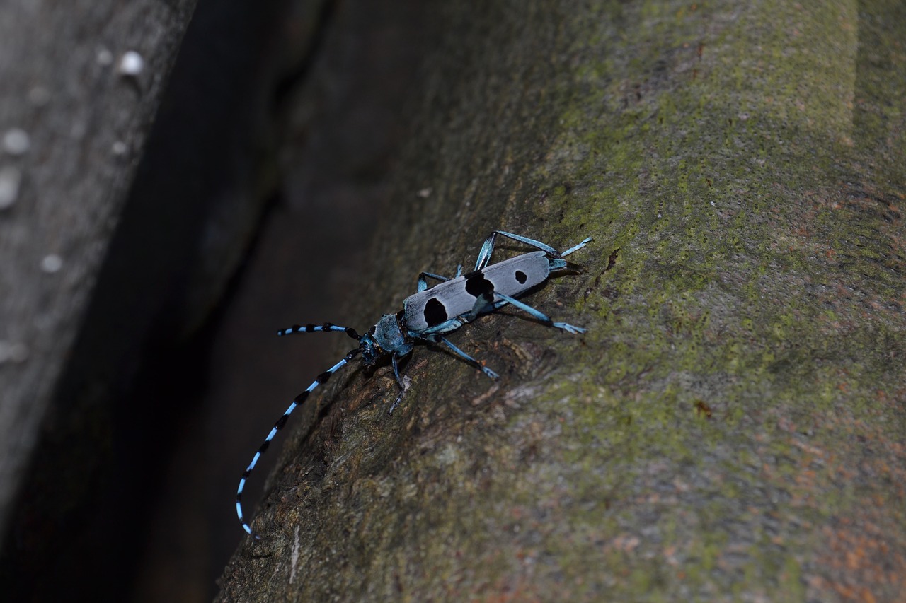 Image - beetle alpine rosalia alpina pilis