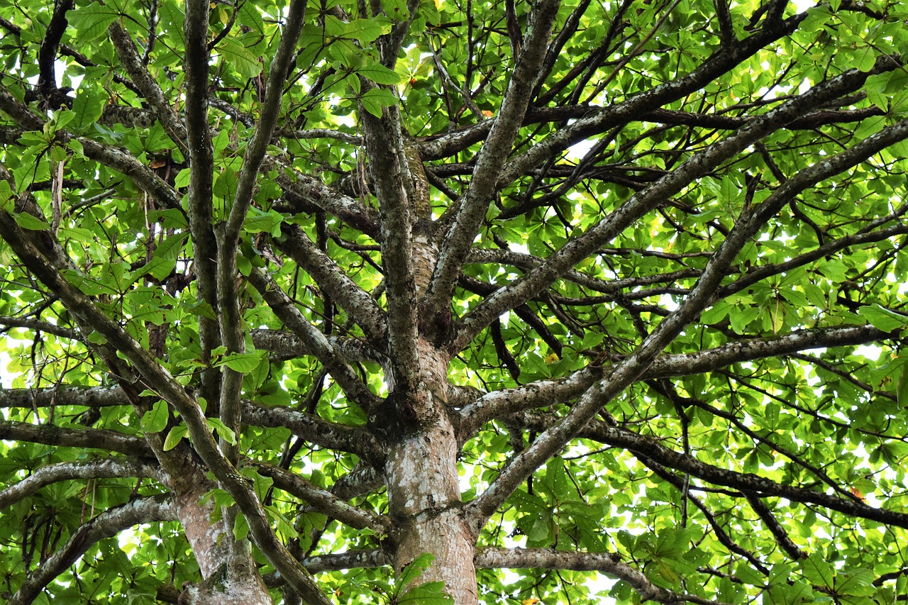 Image - landscape singapore tree branches