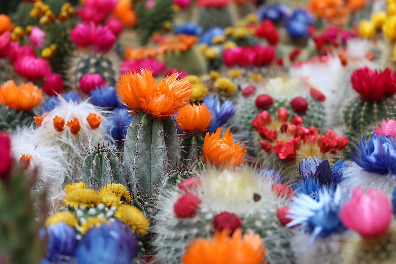 Image - cactus flower botanical desert