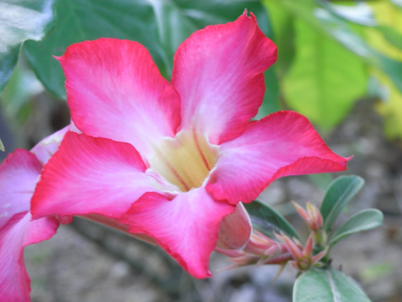 Image - invited to visit flowers flower red