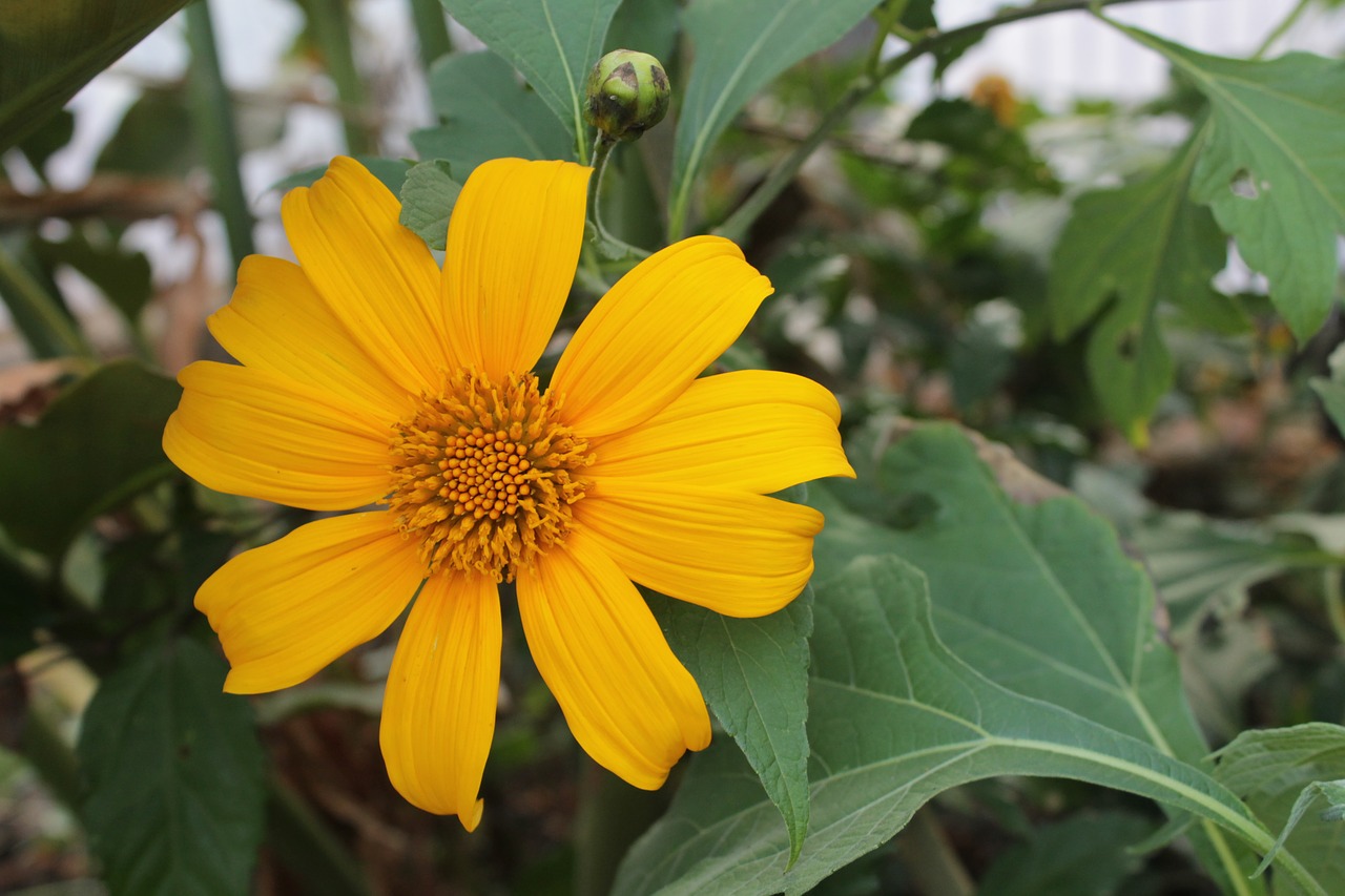 Image - tithonia diversifolia flower yellow