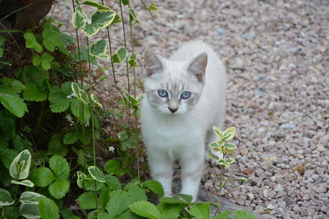 Image - cat cotton female feline nature