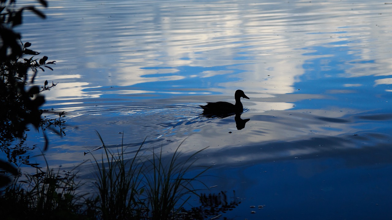 Image - duck twilight lake romance