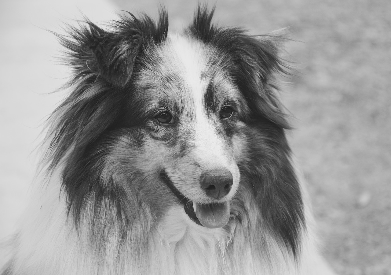 Image - dog shetland sheepdog portrait