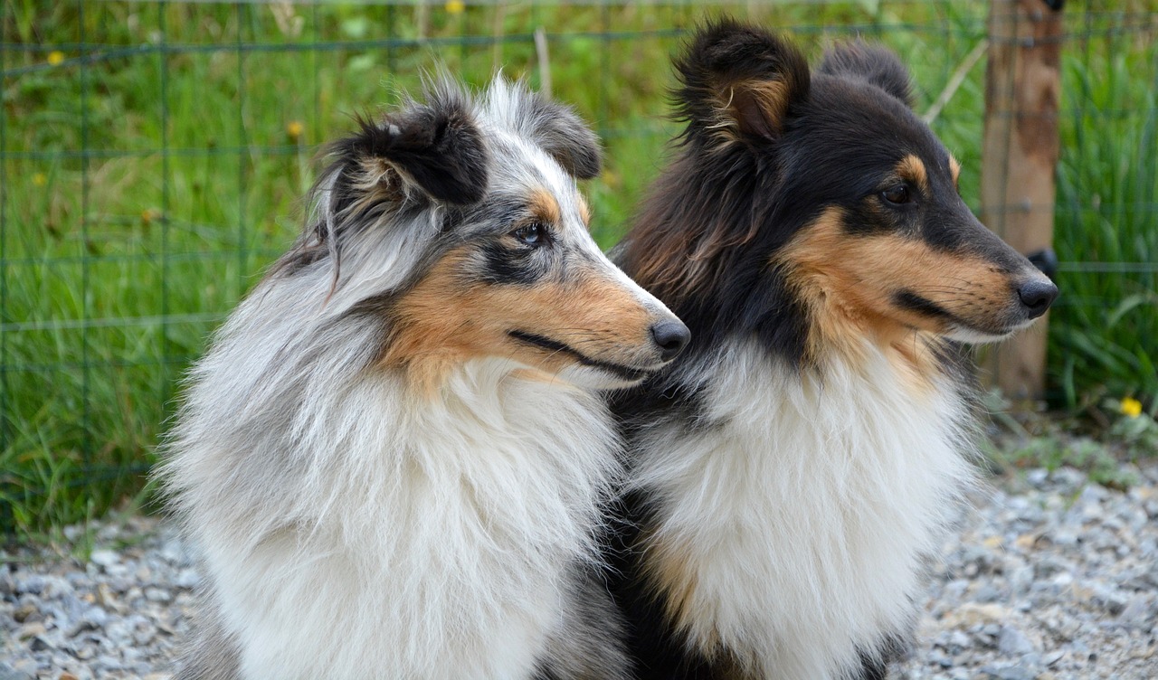 Image - dog dogs shetland sheepdog