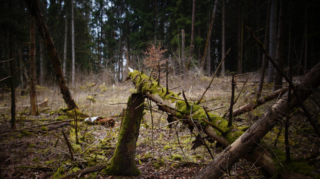 Image - log forest morsch wood nature