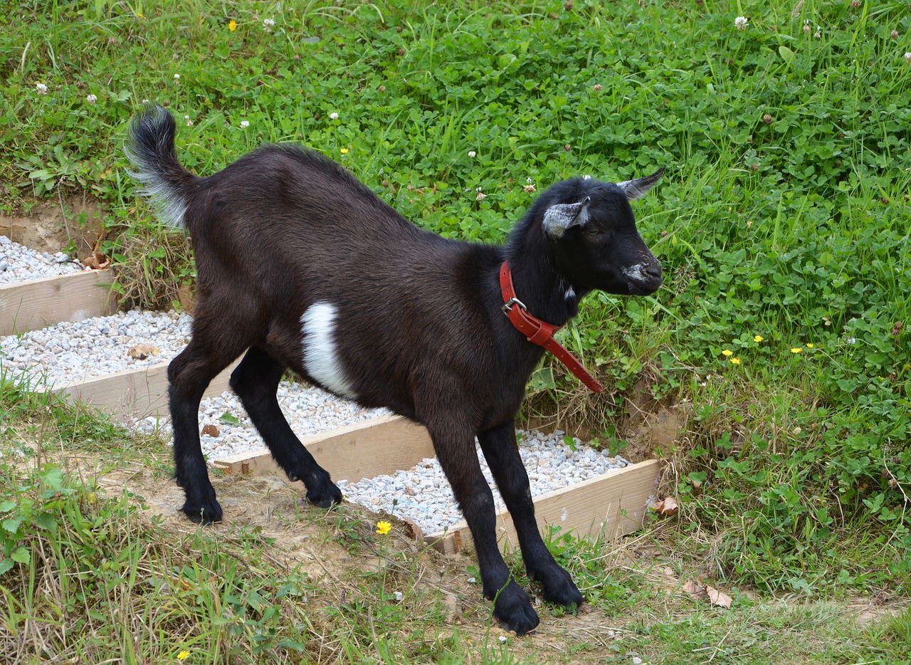 Image - kid goat down stairs young goat