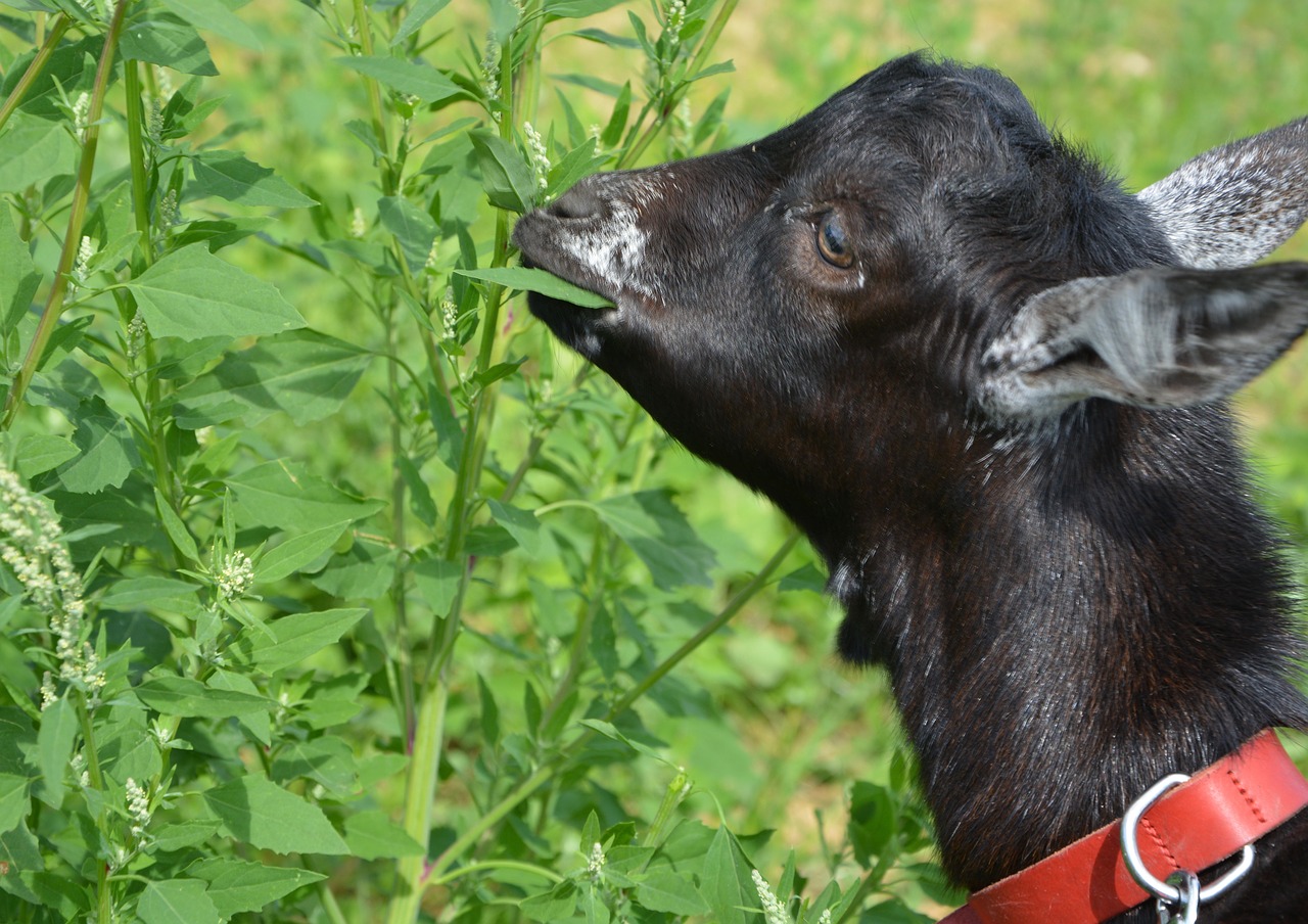 Image - kid goat eat shrub grass ruminant