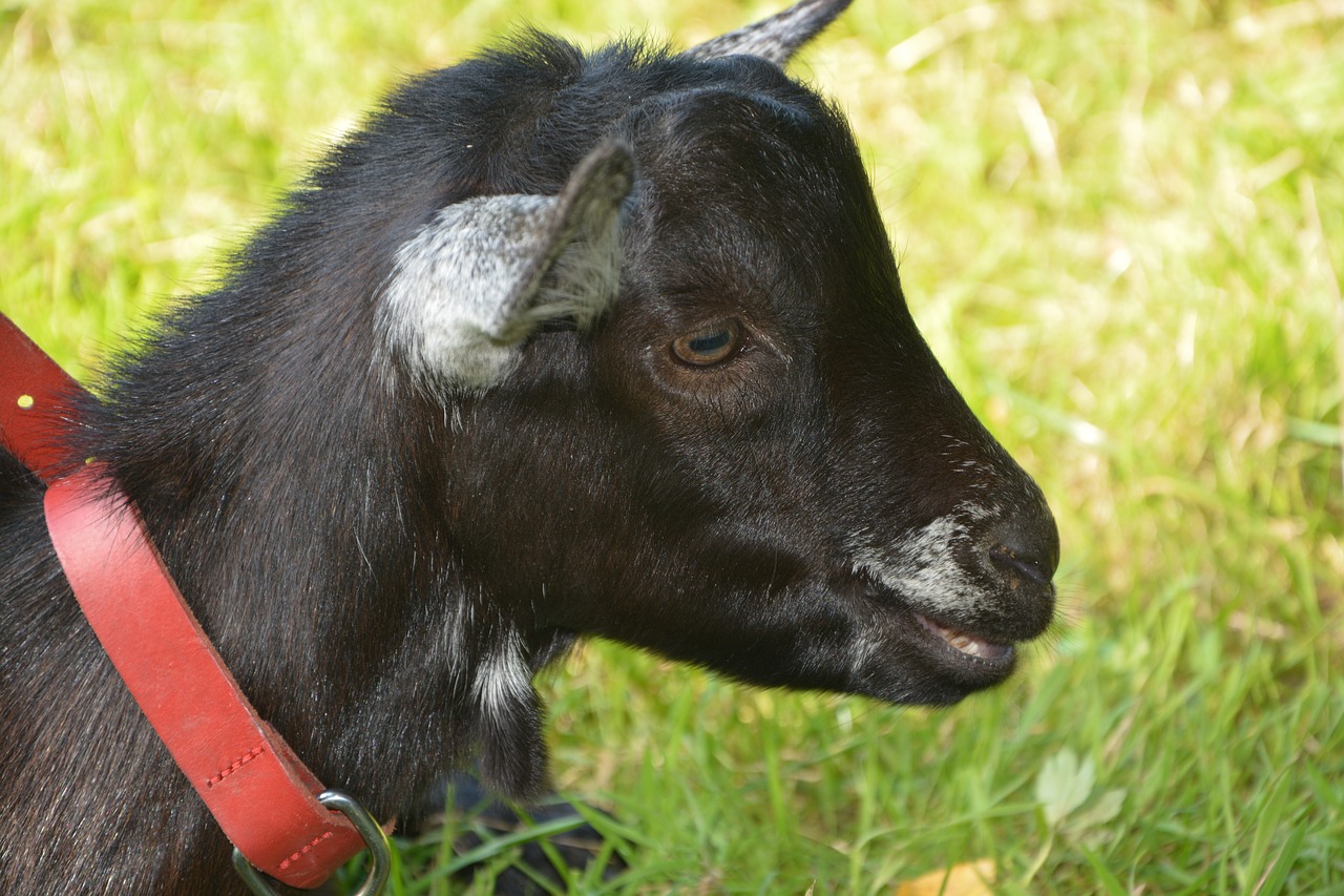 Image - kid baby goat head profile