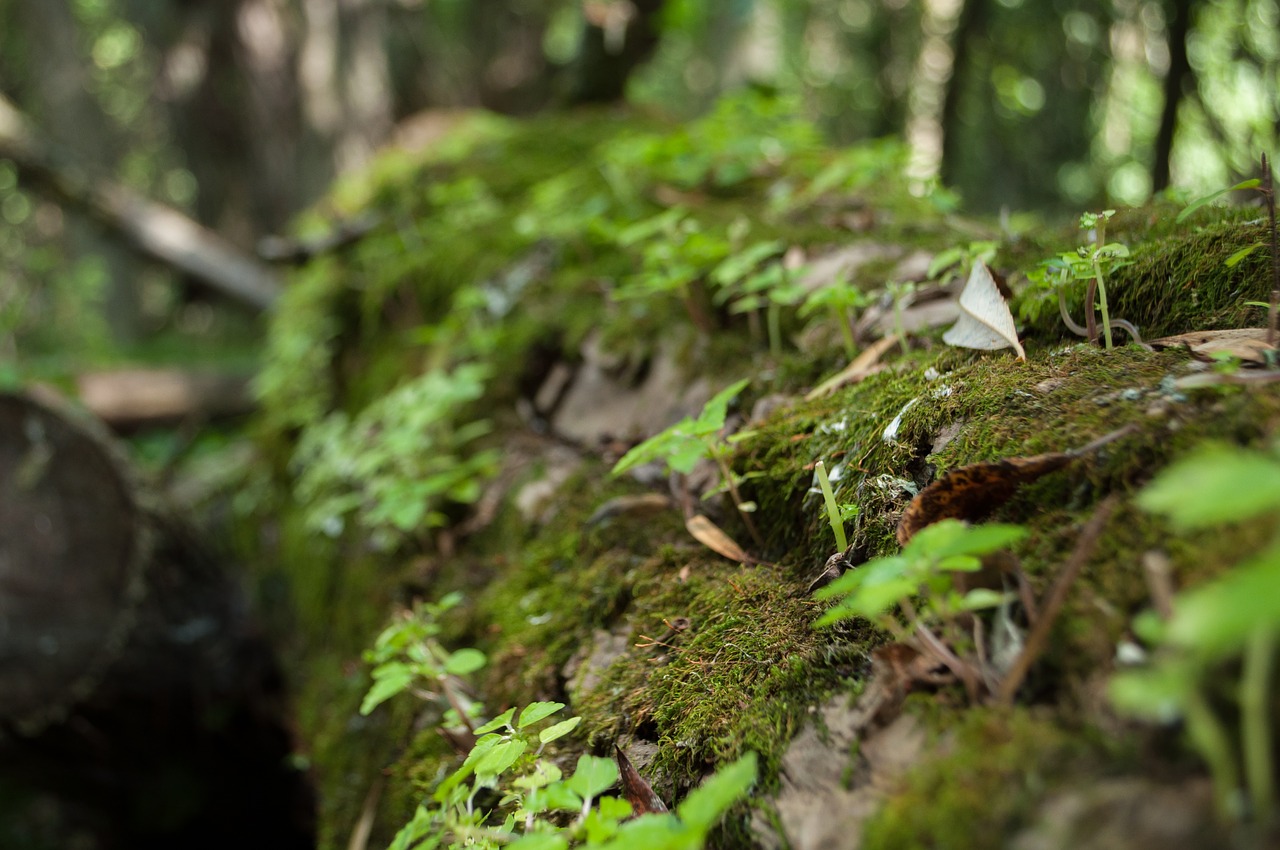 Image - foam nature wood lichen trunk