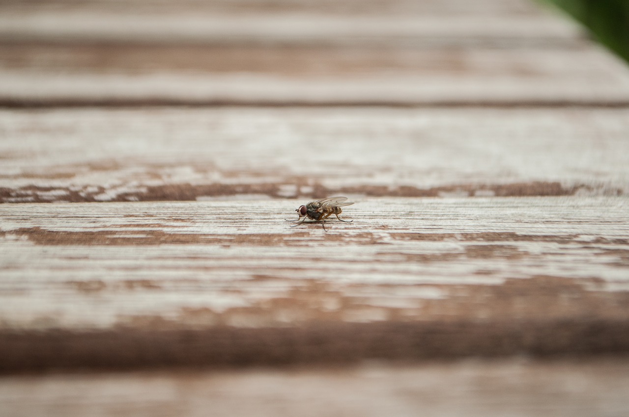 Image - table fly wood