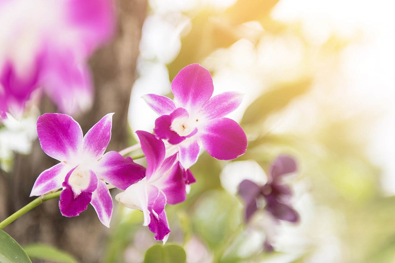 Image - orchid flower purple floral