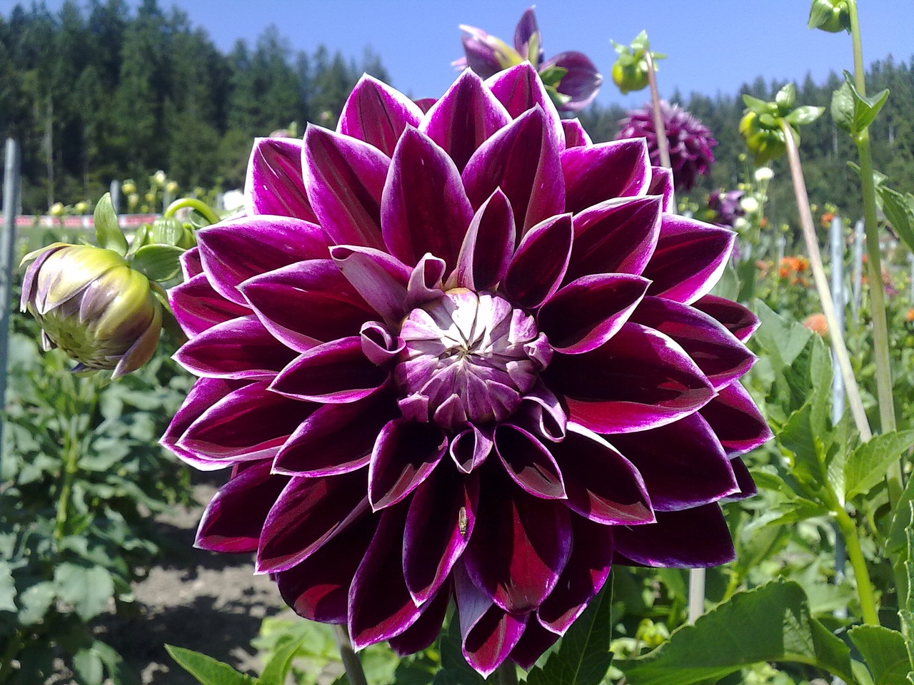 Image - dahlia flower violet autumn