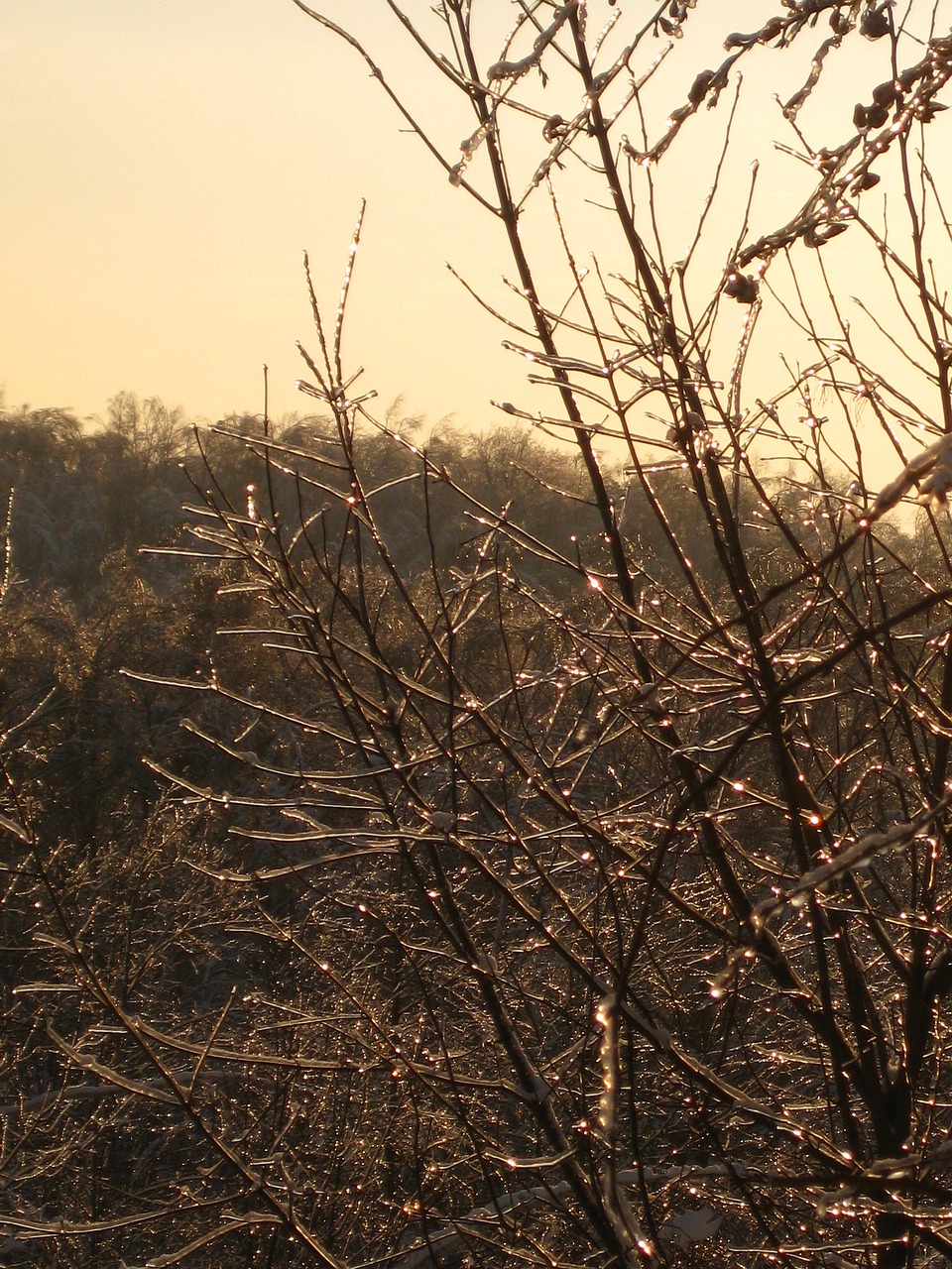 Image - winter spring freezing rain branch