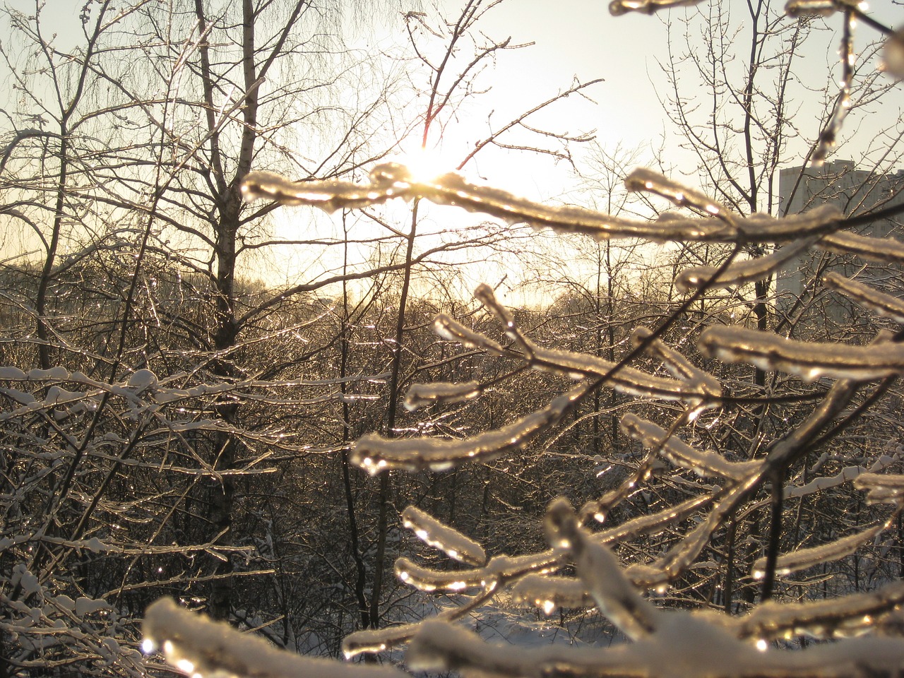 Image - winter spring freezing rain branch