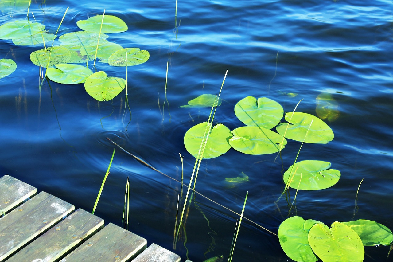 Image - lake water surface pond dock