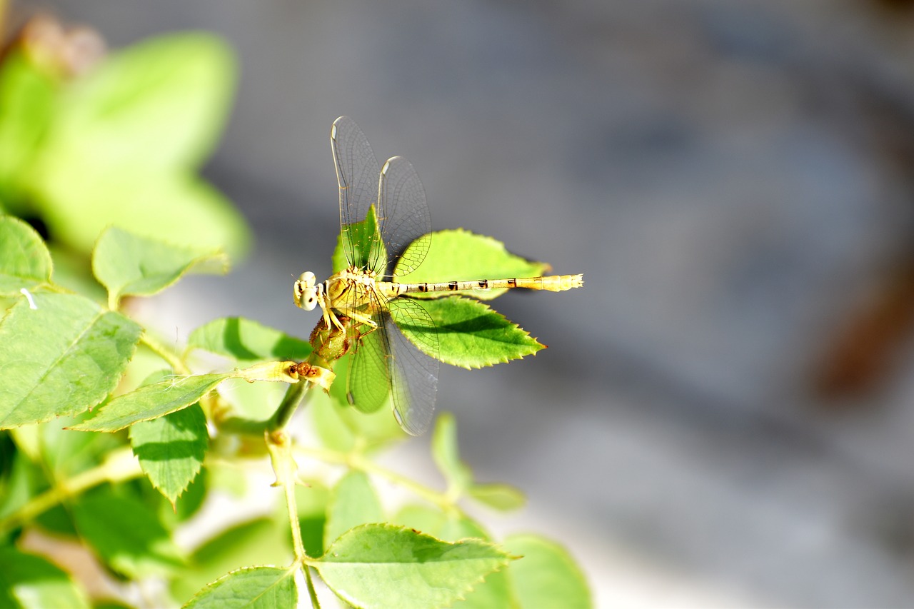 Image - dragon fly hover fly insect nature