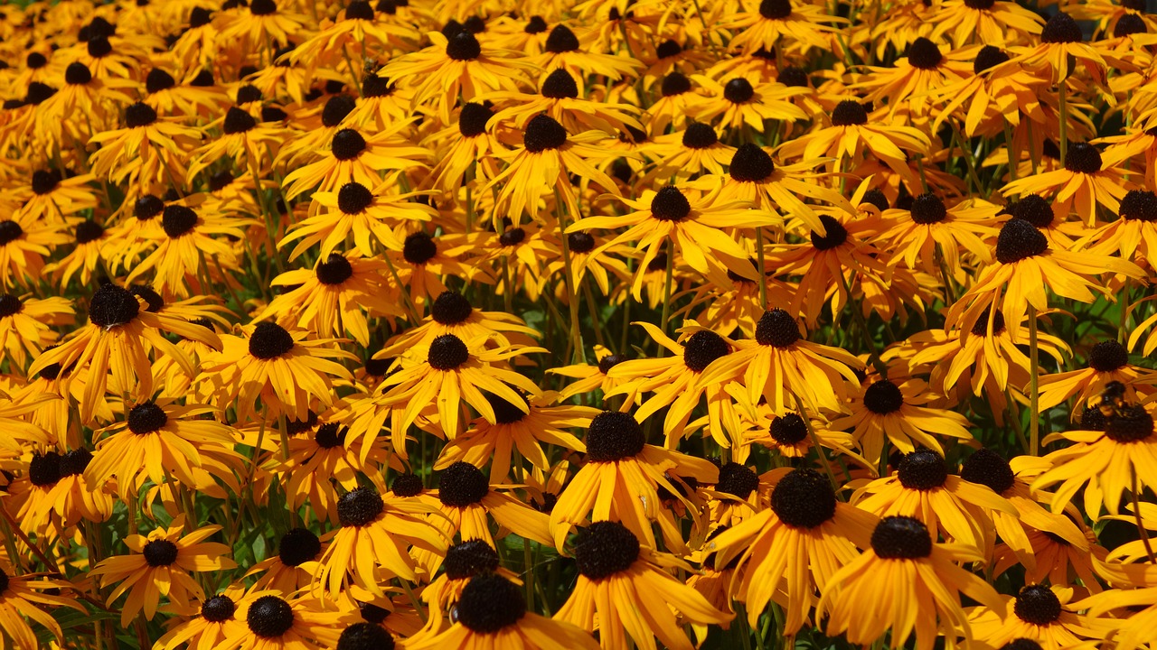 Image - flowers yellow flowers