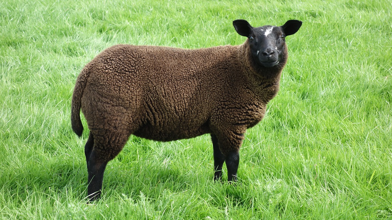 Image - sheep black sheep wool meadow