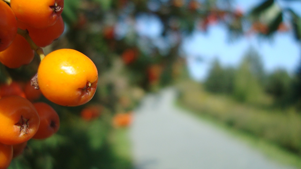 Image - berries fruit trail path