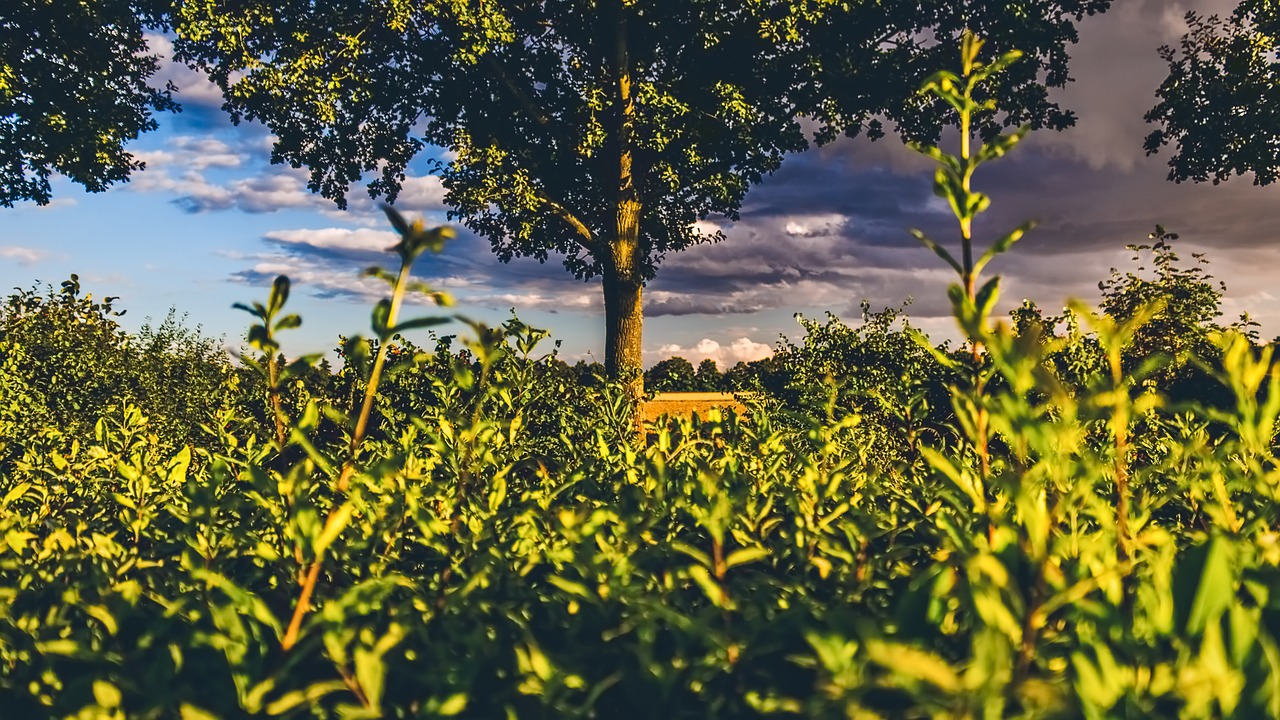 Image - hedge view green summer landscape