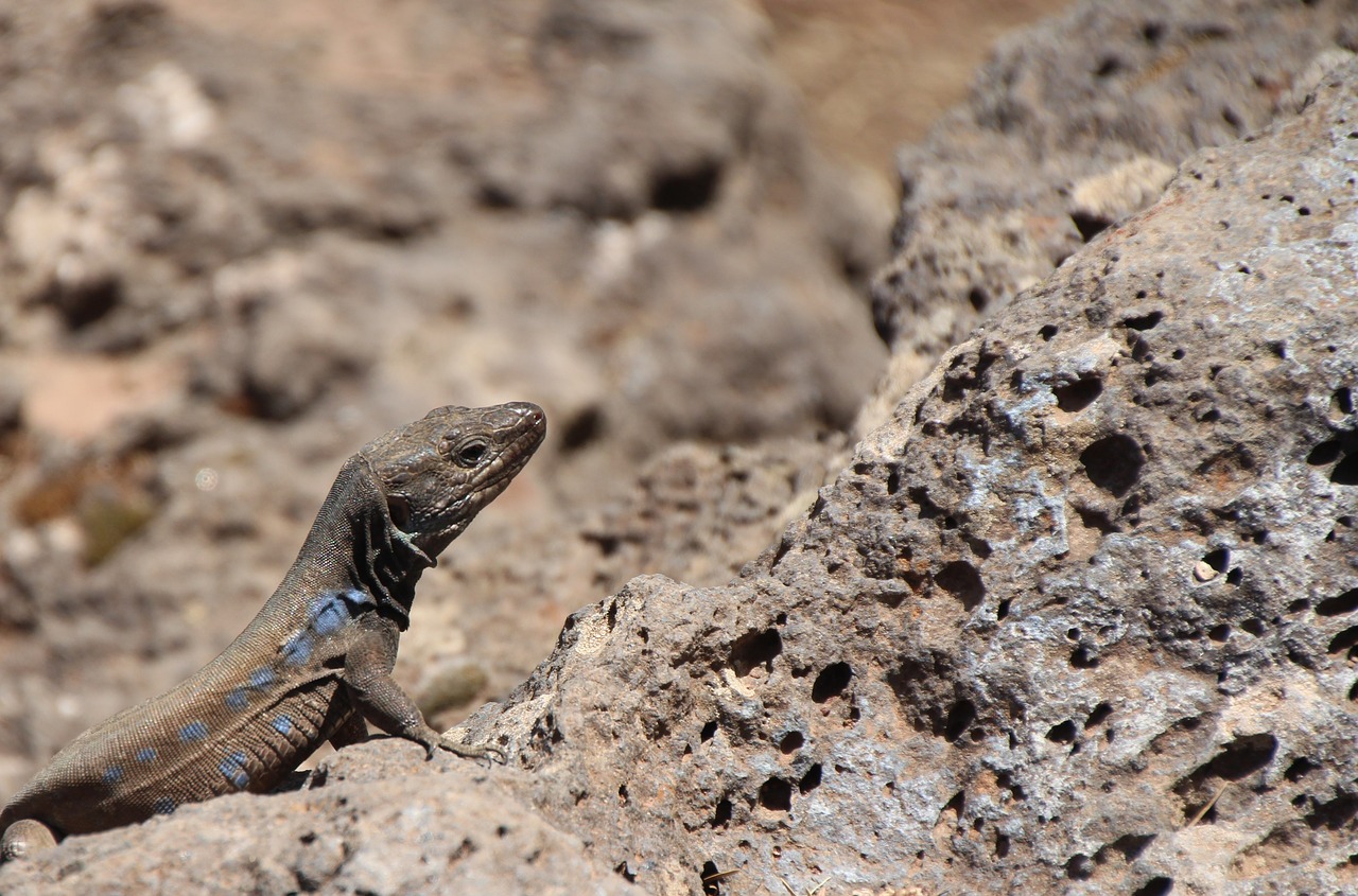 Image - lizard canaries lizard curious