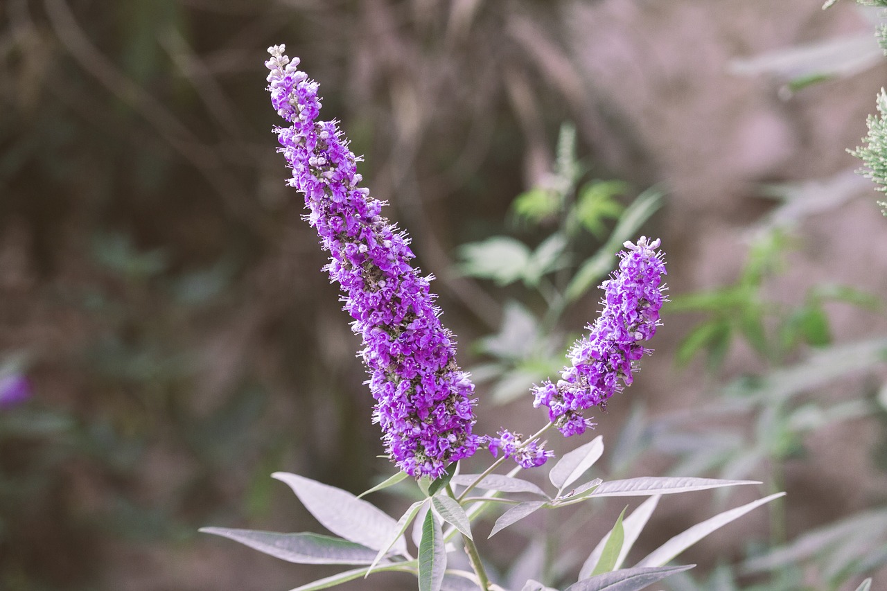 Image - flower nature small flower flowers