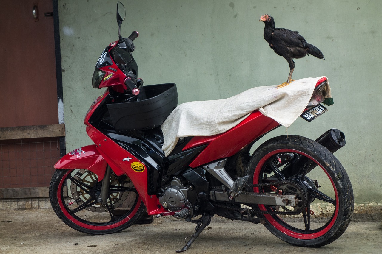 Image - village chicken bike motorbike red