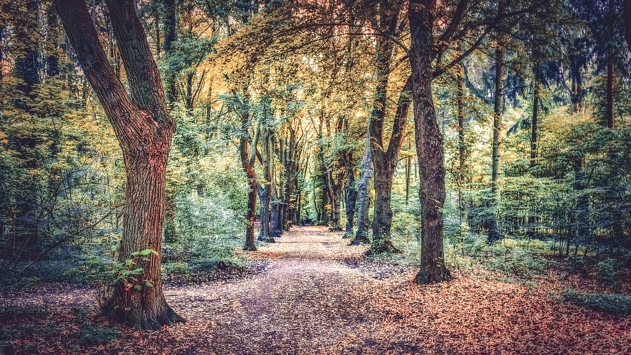 Image - path outdoor forest leaves