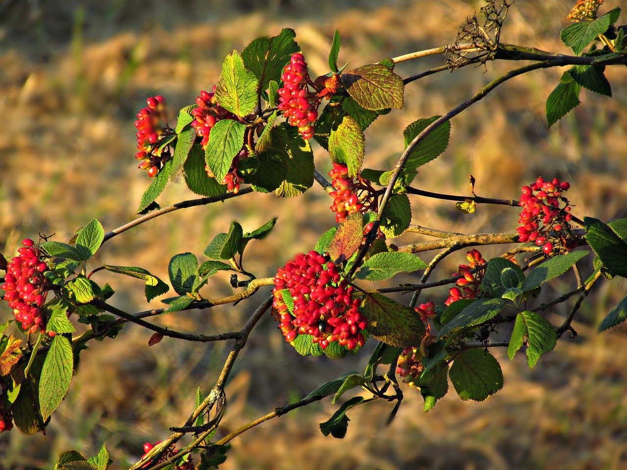 Image - flower jagoda plant berries fruit