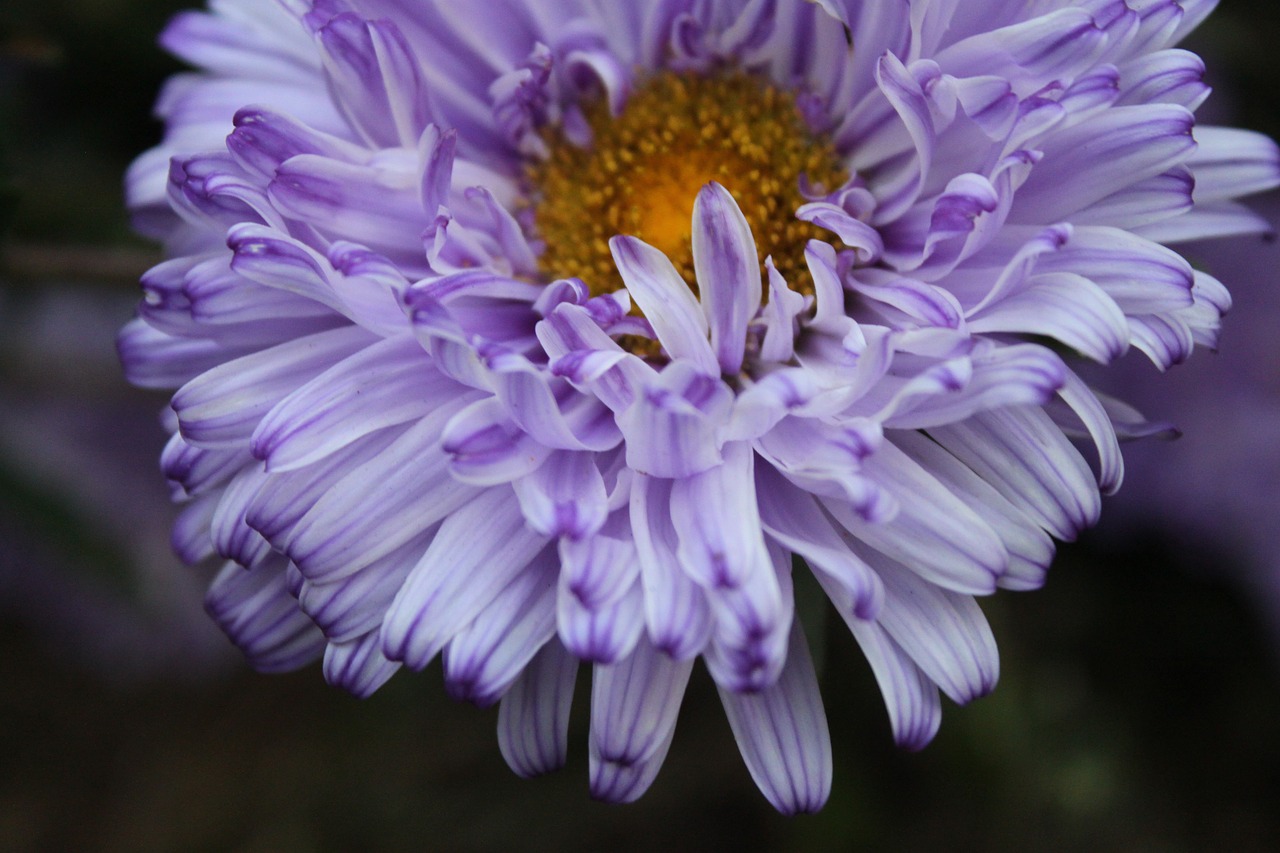 Image - flowers purple asters nature plant