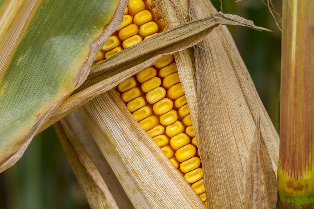 Image - corn corn on the cob autumn
