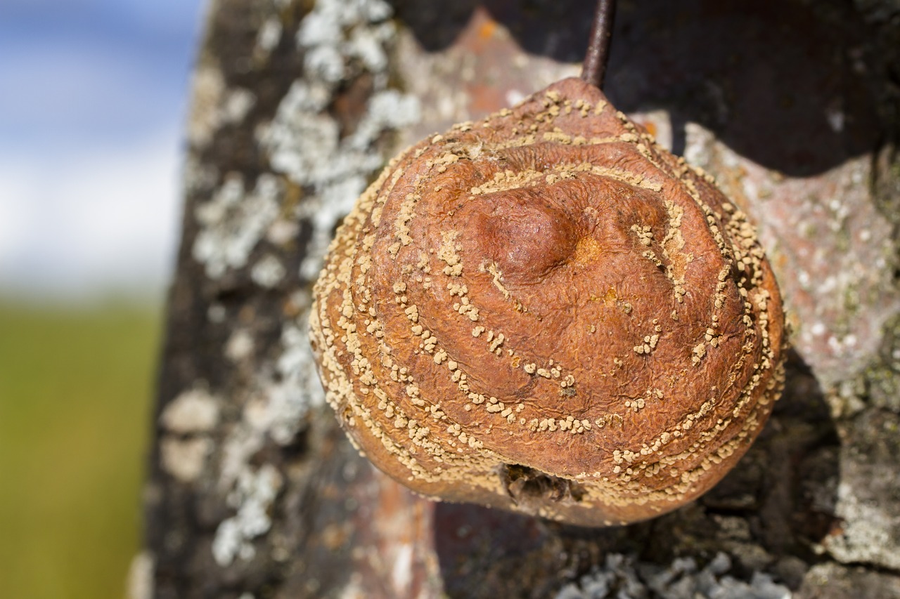 Image - pear lazy fruit pattern decay rot