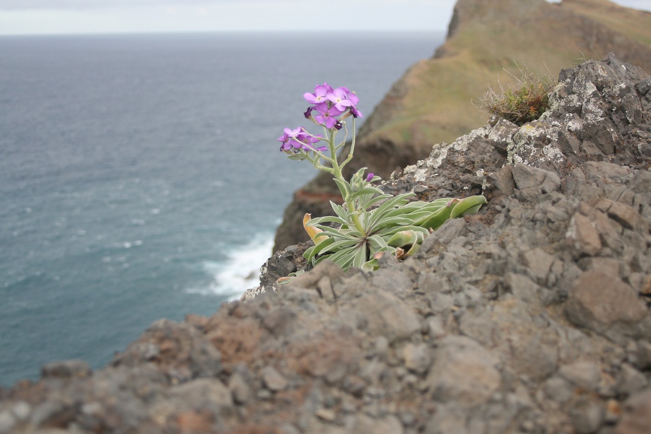 Image - ocean cliff rocks plant