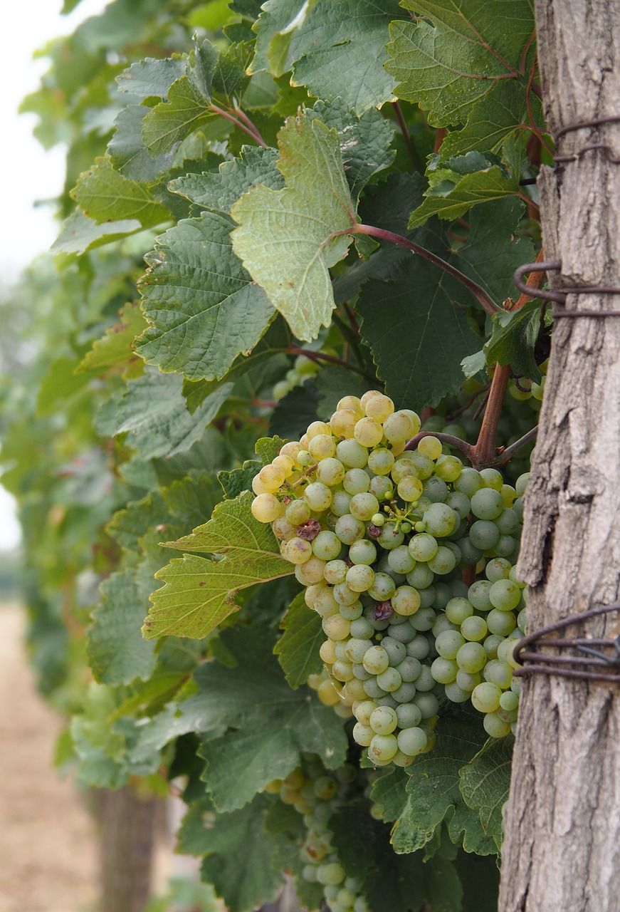 Image - wine vine grapevines winegrowing
