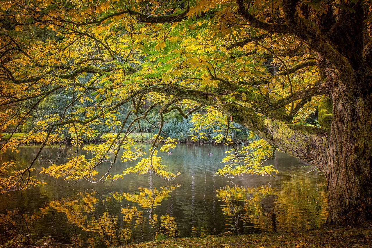 Image - autumn tree golden autumn mood