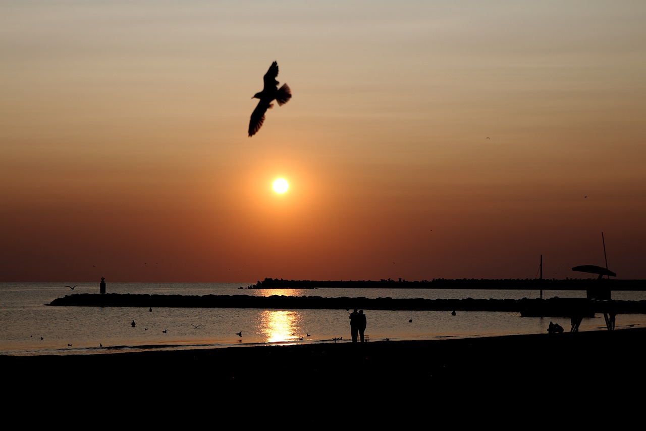 Image - sunrise great water seagulls