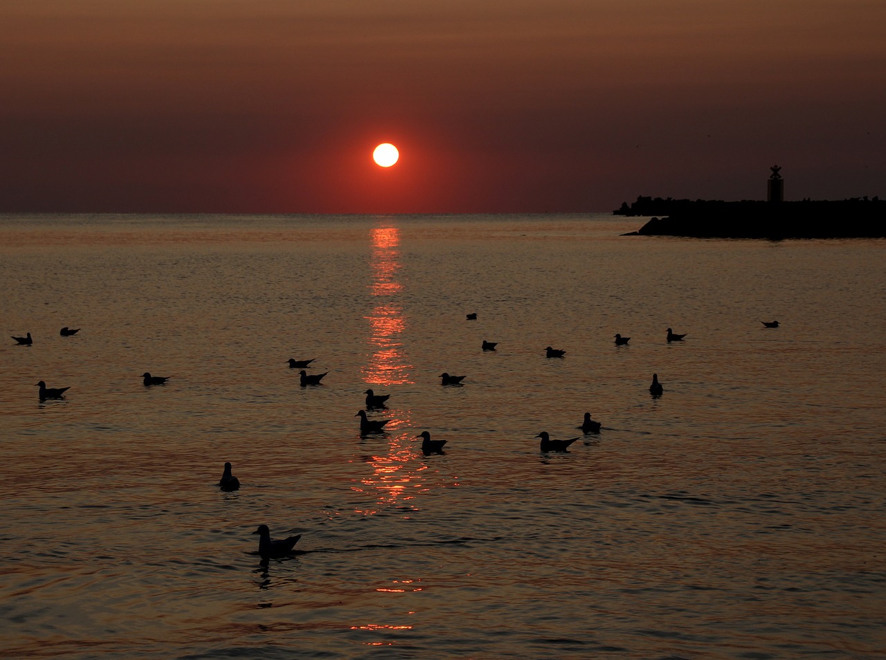 Image - sunrise great water seagulls