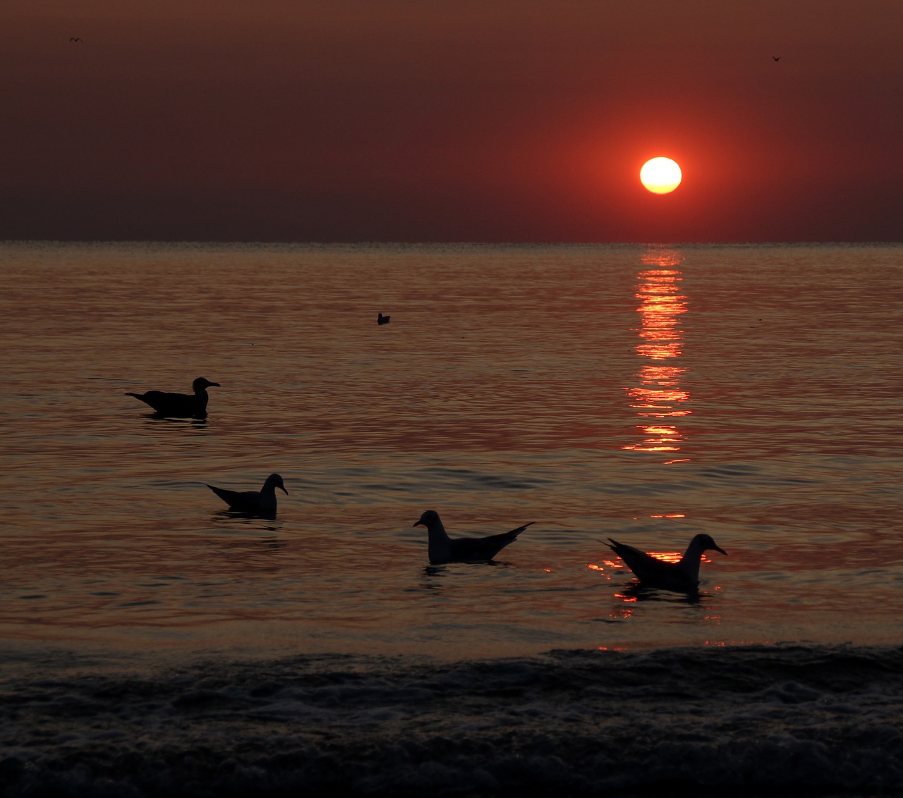 Image - sunrise great water seagulls