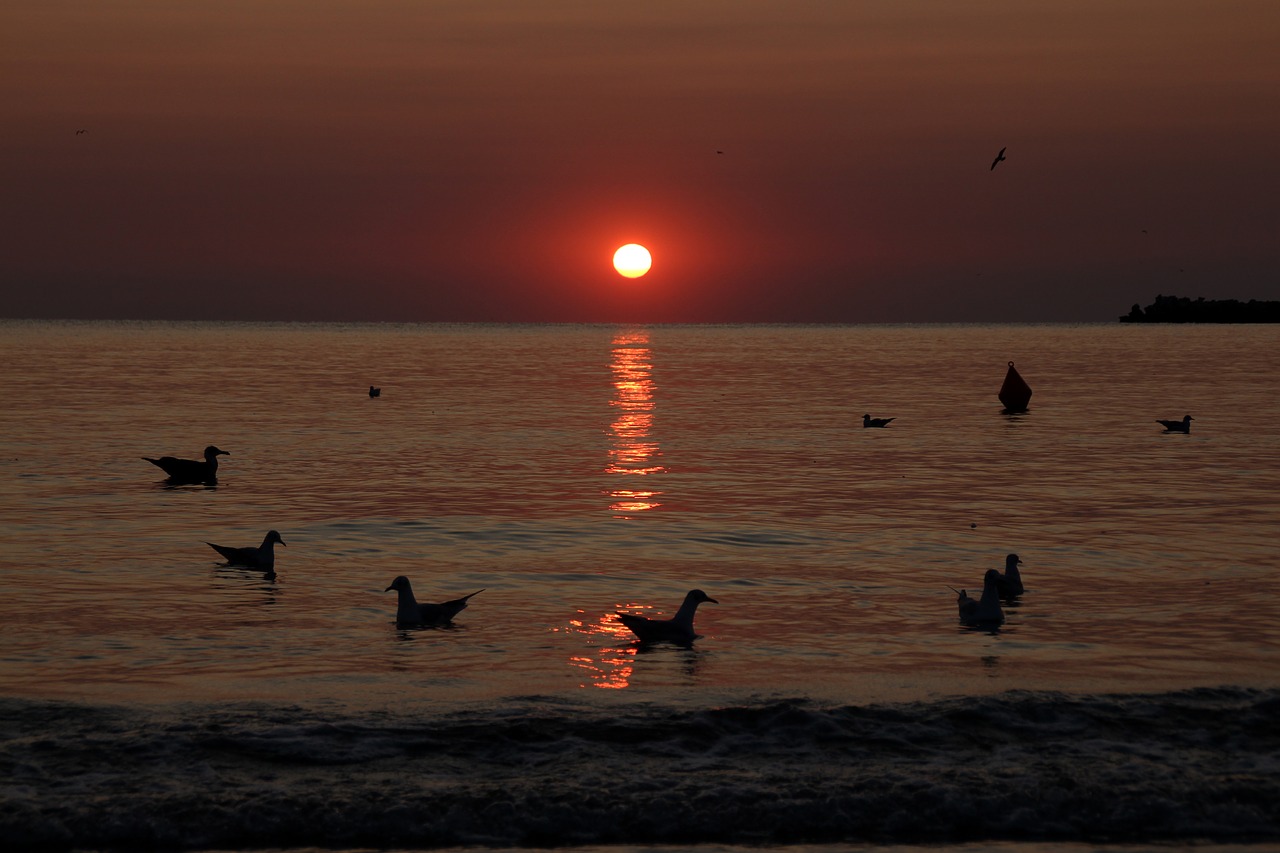 Image - sunrise great water seagulls