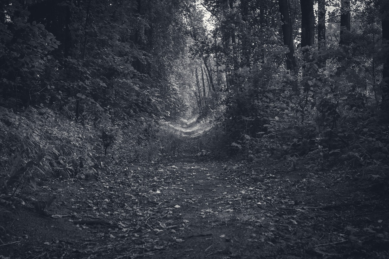 Image - forest track autumn city park