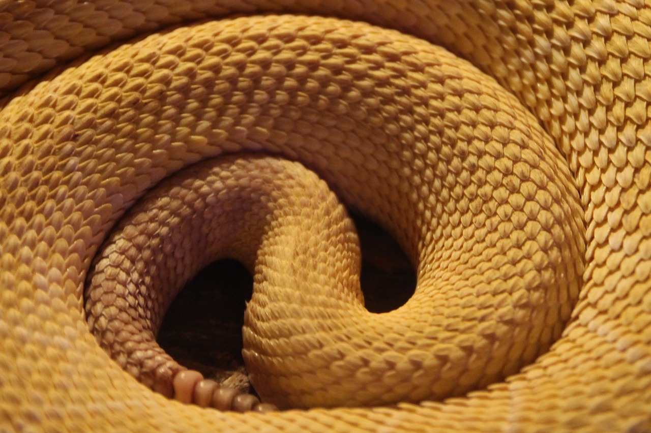 Image - snake yellow reptile skin