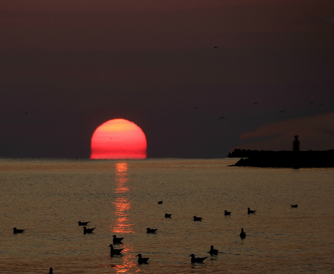 Image - sunrise great water seagulls